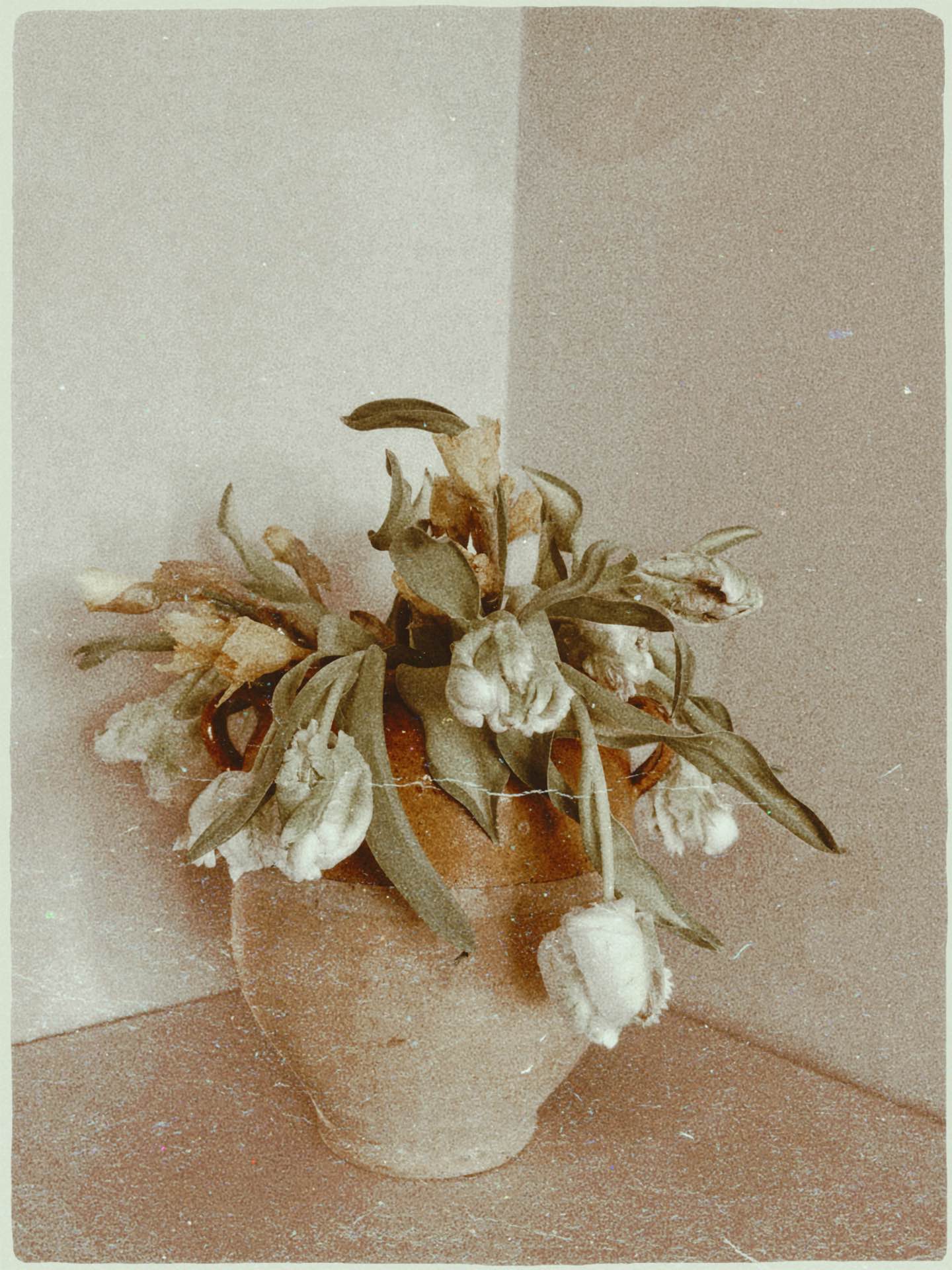 Antonia Zander Spring Summer 2026 mood – soft still life with flowers in muted tones.